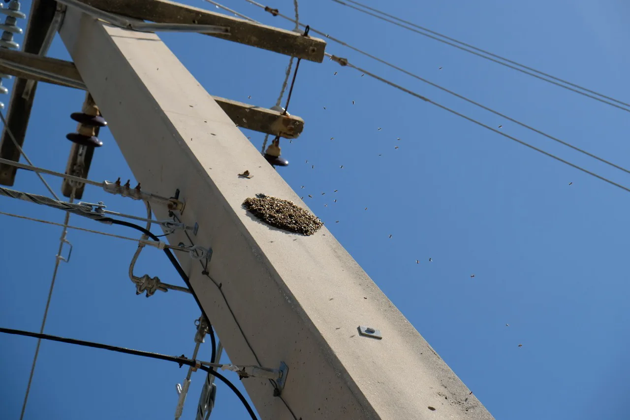 Toolbox Talk - Insect Stings on Construction Sites